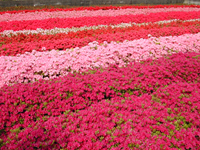 皆さんもどこかで、必ず目にした事のあるツツジの花は、４月上旬から５月上旬まで美しき咲き、公園や街路樹として多く使われるほど丈夫な植木です。庭に植えても鉢植えでも管理さえ正しくしていれば毎年たくさんの花が咲き続けます。当園では、多花性で耐寒性も強いクルメツツジを中心に生産しております。